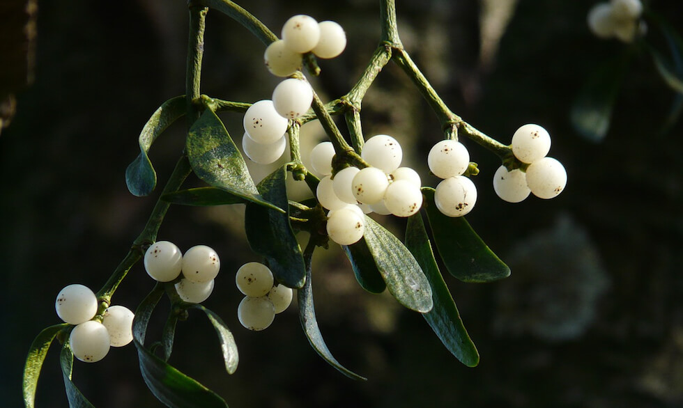 mistletoe-berries