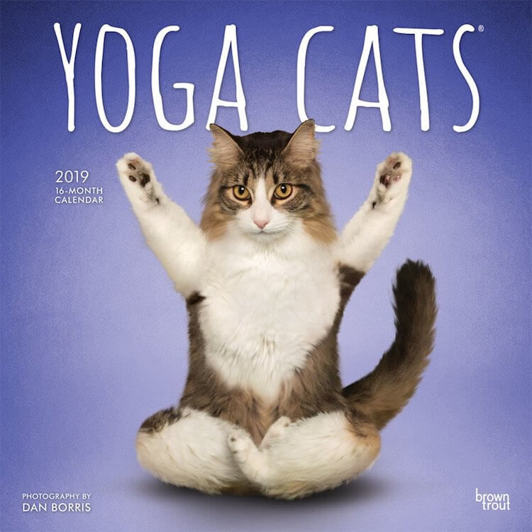 Gifts Yoga Cats 2019