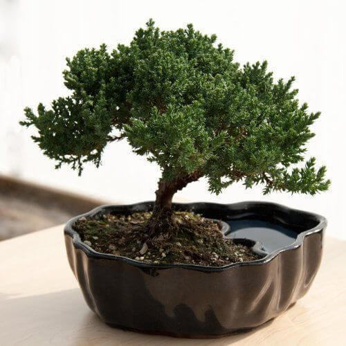 retirement-gifts-bonsai-tree 2