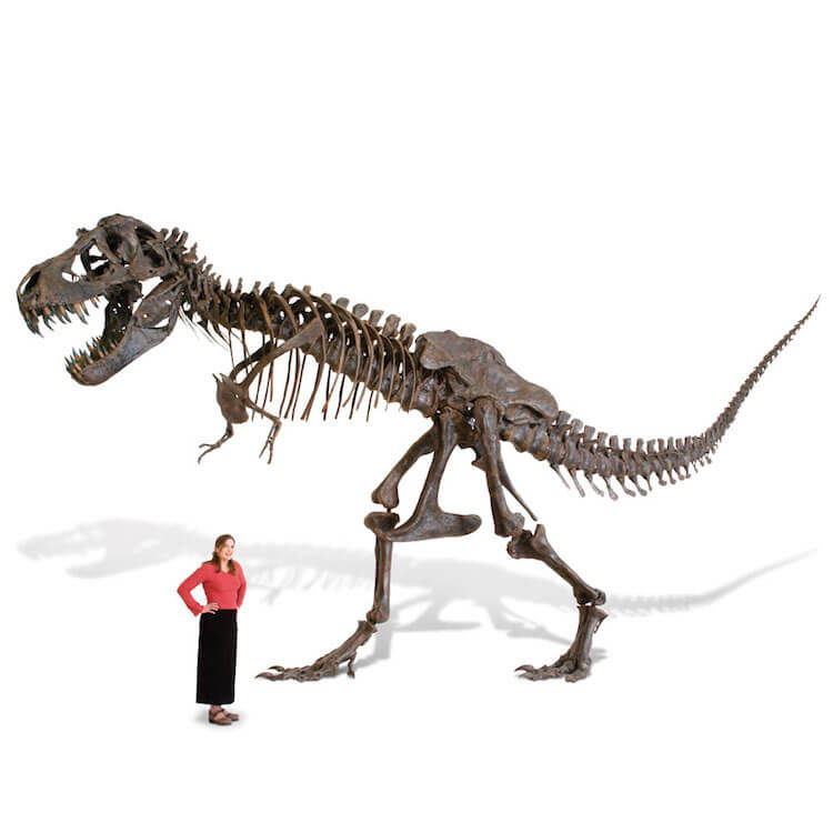 Life Size Tyrannosaurus Skeleton Gift