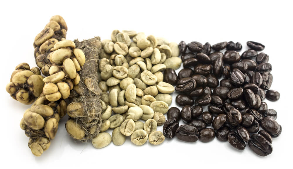 Kopi Luwak Coffee Process 
