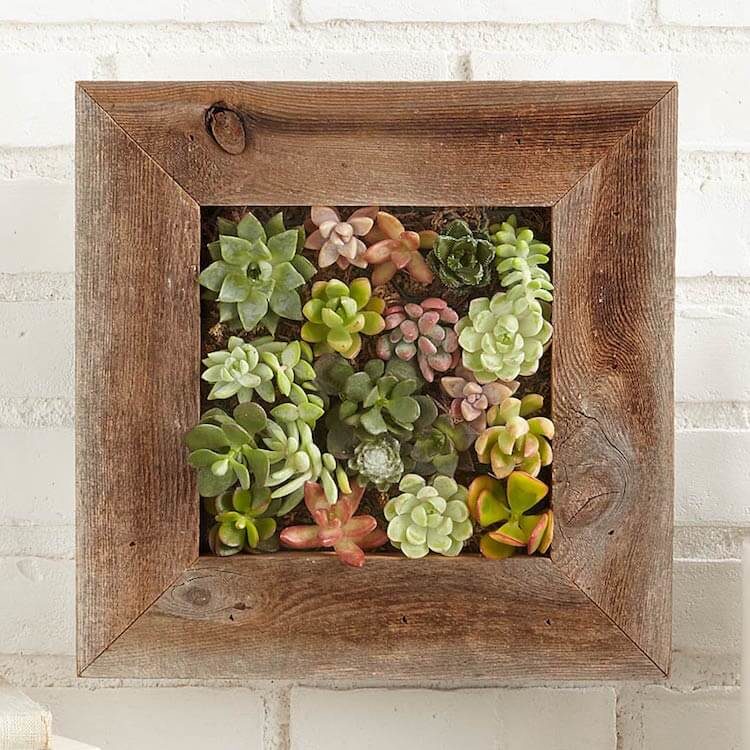 Living Wall Planter This Year S Best Gift Ideas
