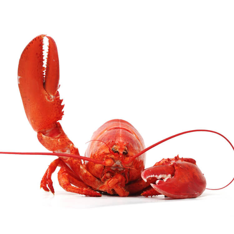 Lobster By Mail Gift Idea
