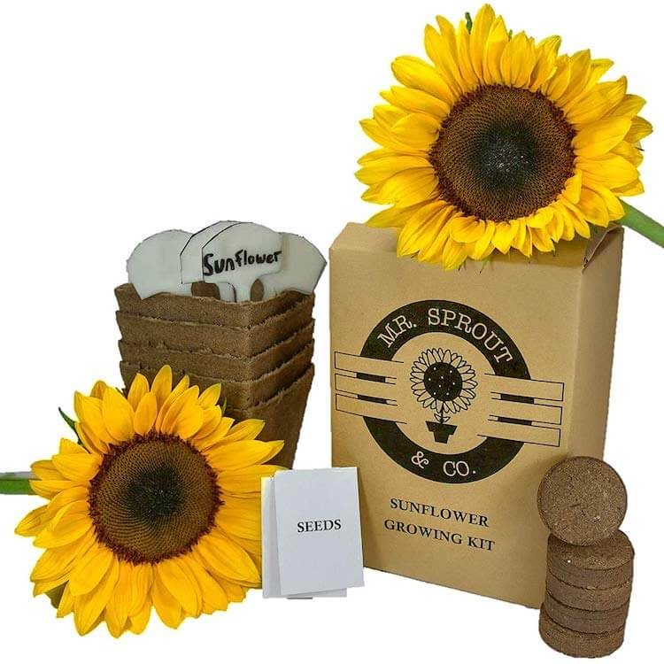 Sunflower Grow Kit Gift Ideas 2
