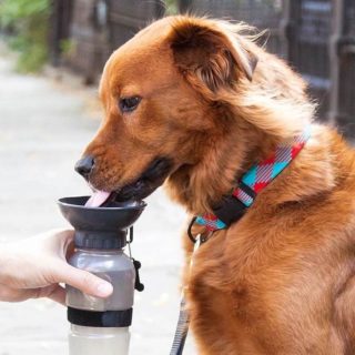 Gifts For Dog Lovers Dog Bowl Water Bottle