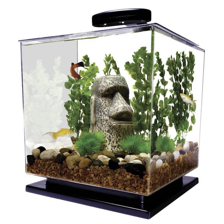 Get Well Gift Fish Tank