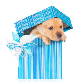 Puppy As Gift