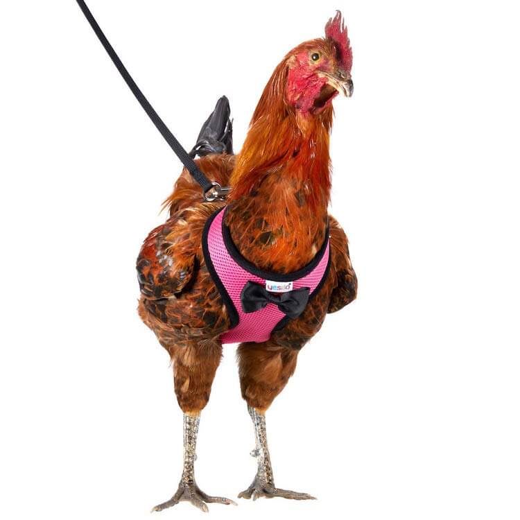 Funny Gift Chicken Harness