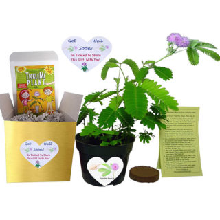 Get Well Gifts Tickle Plant