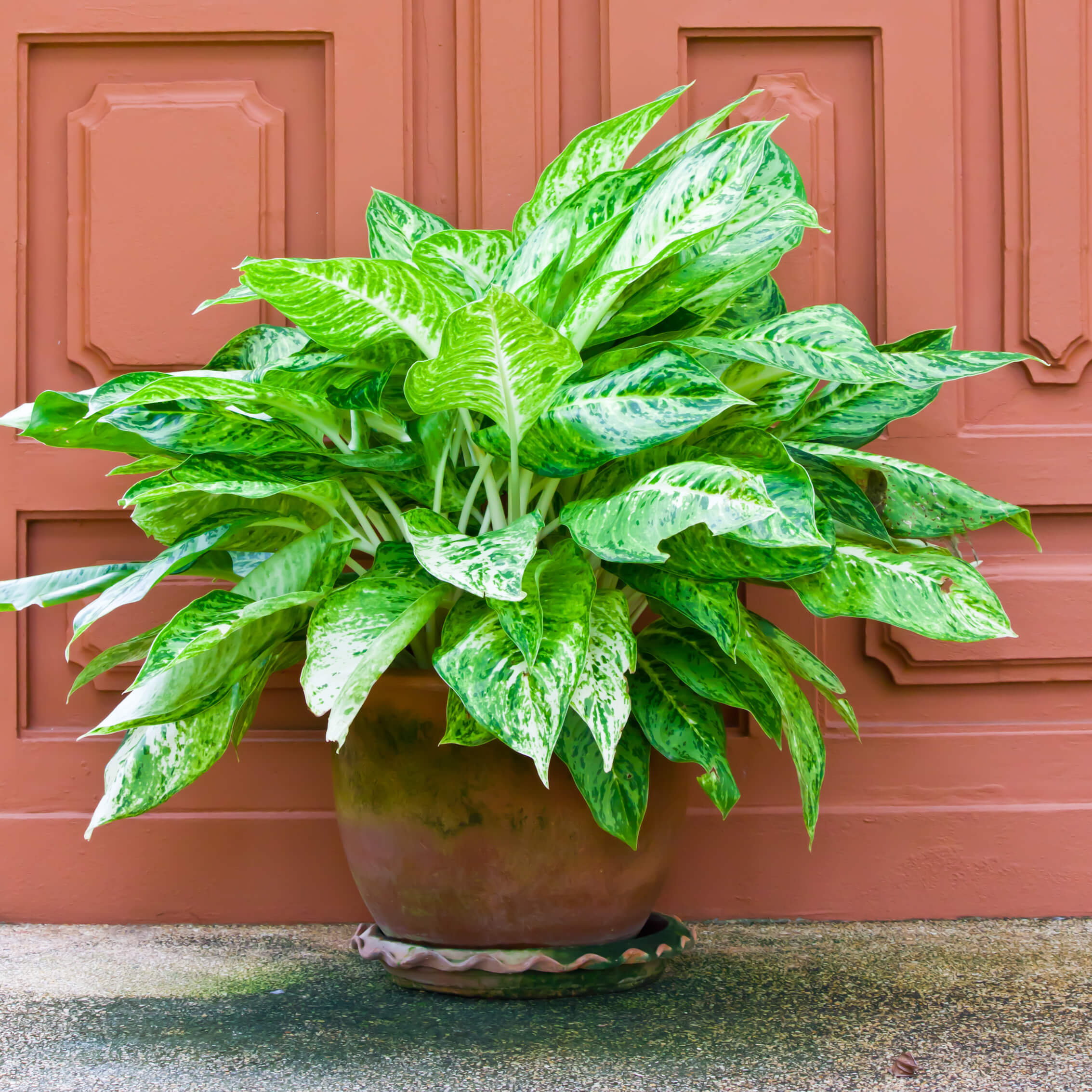 Chinese Evergreen Houseplant Gifts
