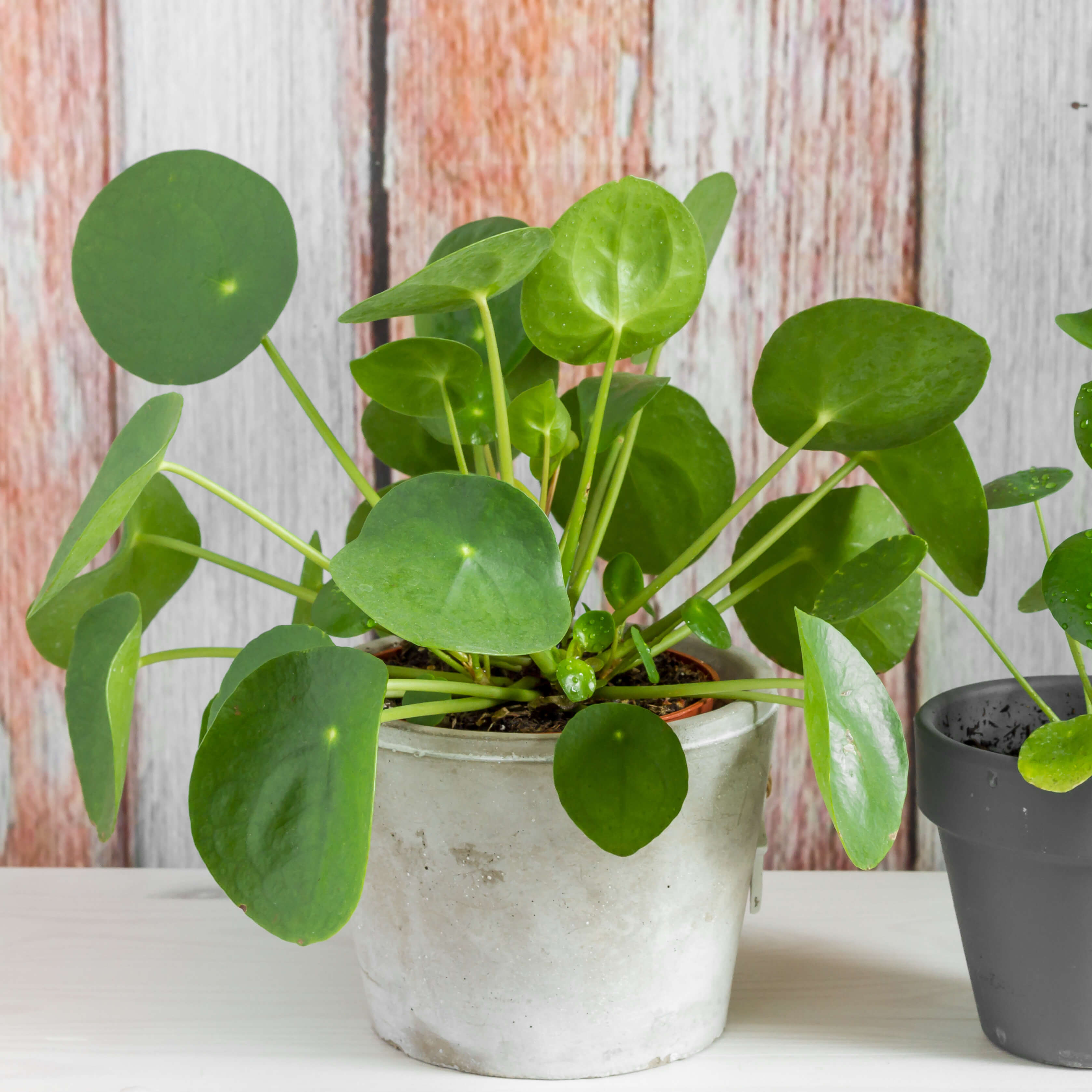 Chinese Money Plant Houseplant Gifts