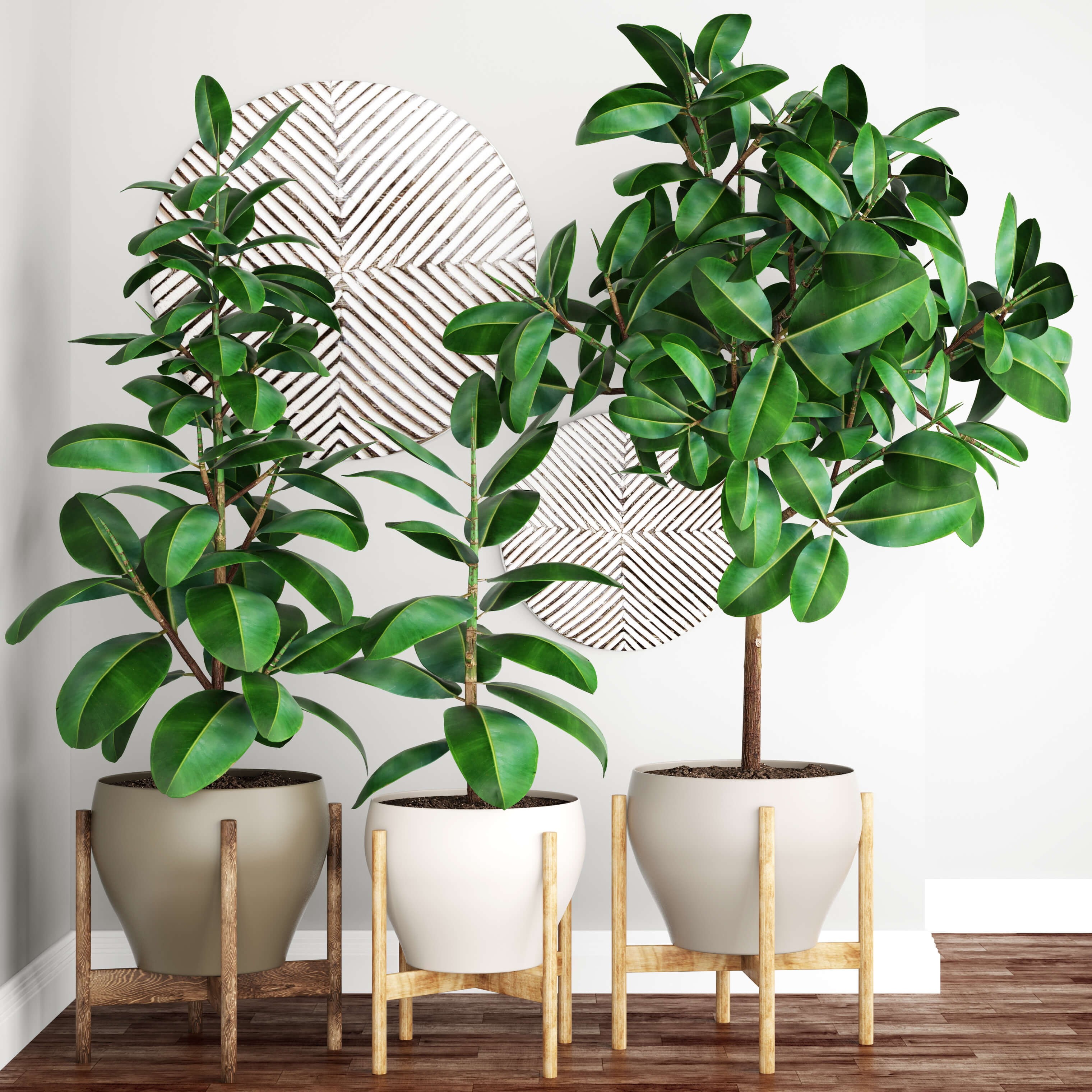 Ficus Houseplant Gifts