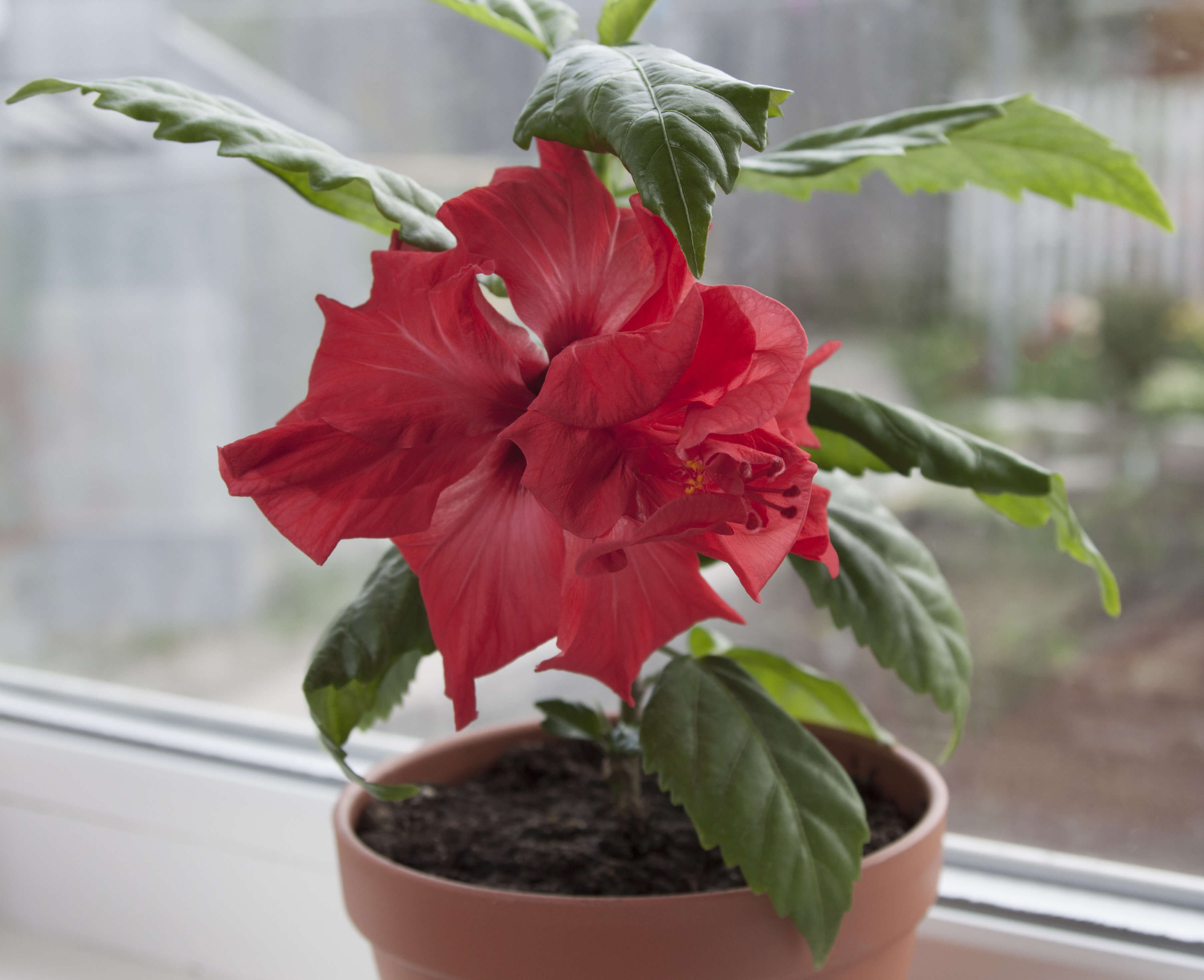 Hibiscus Houseplant Gifts