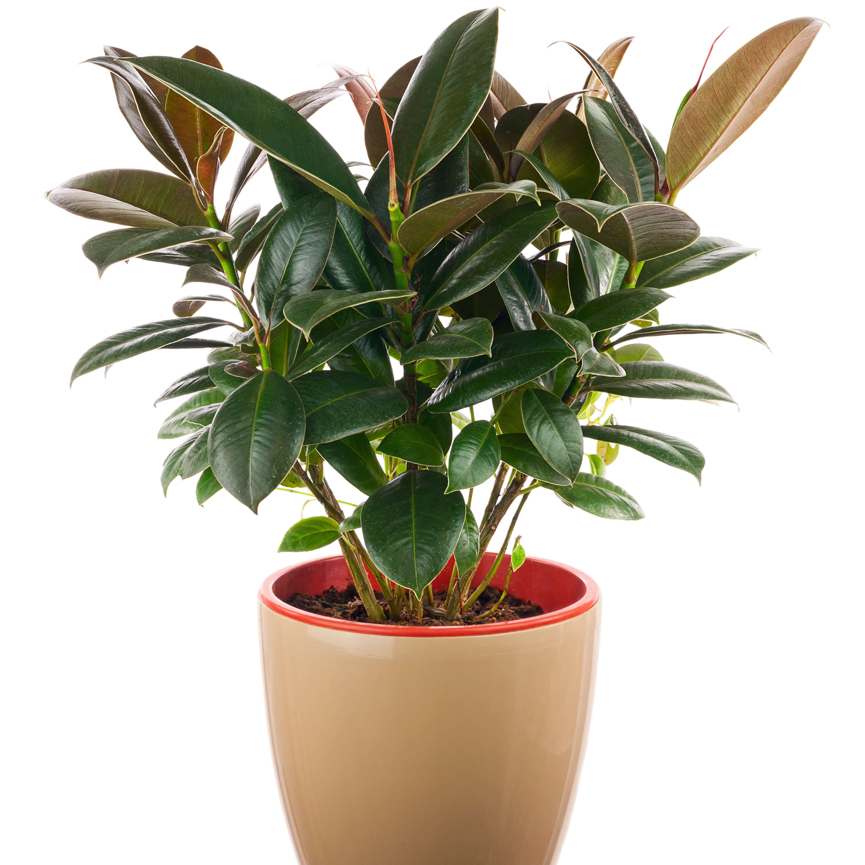 Rubber Tree Plant Houseplant Gifts