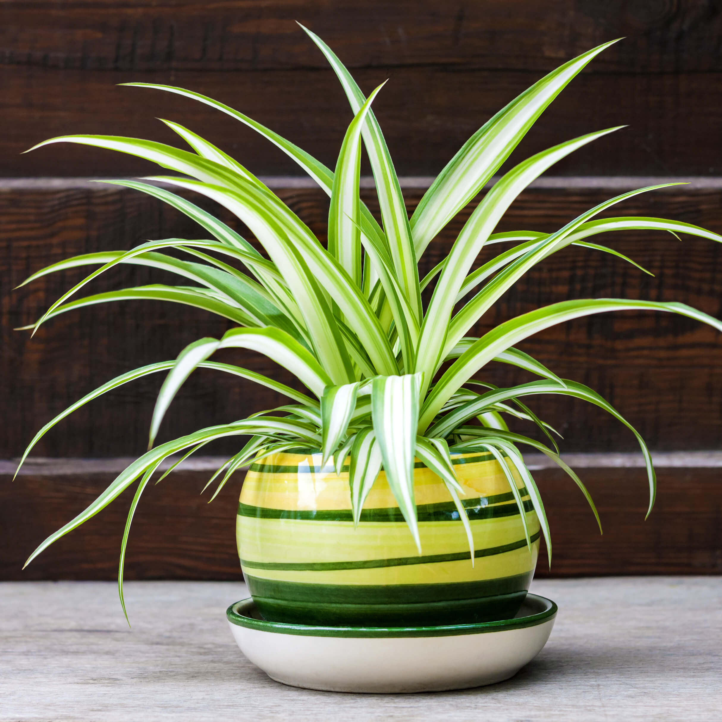 Spider Plant Houseplant Gifts