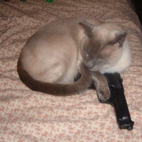 Cat With Gun 1