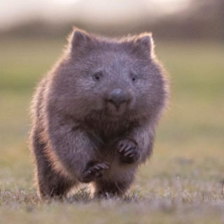 Wombat Adoption Kit As Gift