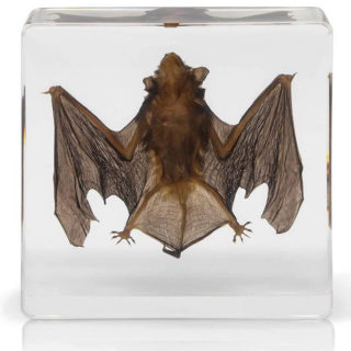 Bat Specimen