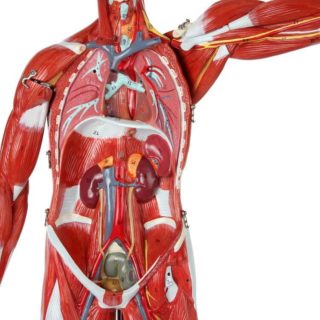 Human Muscle And Organ Model 2