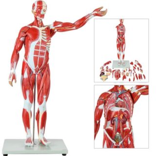 Human Muscle And Organ Model