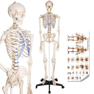 Lifesize Human Skeleton Model 2